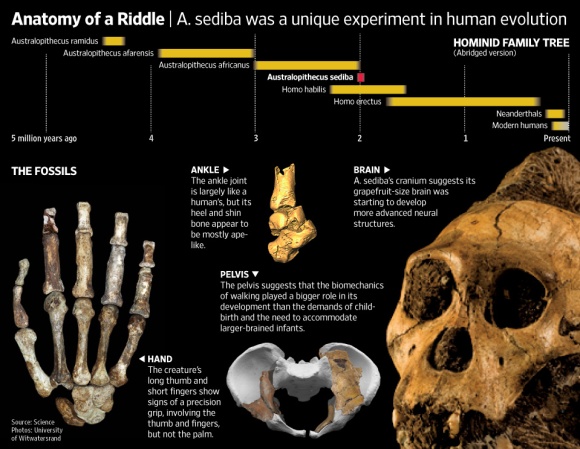 bones-australopithecus-sediba